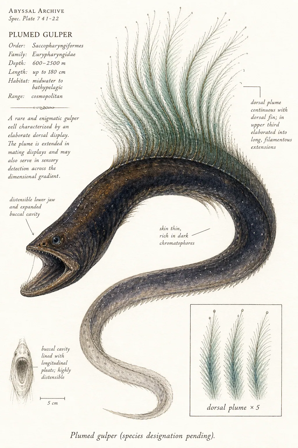Plumed gulper — watercolor and ink species plate.